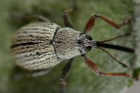Exapion ulicis