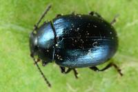 Phaedon armoraciae
