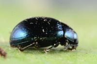 Phaedon armoraciae