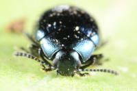 Phaedon armoraciae