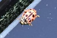 Oenopia conglobata