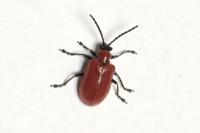Lilioceris lilii