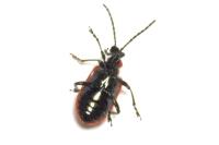 Lilioceris lilii