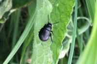 Timarcha goettingensis