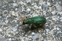 Pachyrhinus lethierryi