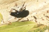 Harpalus