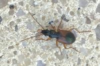 Anchomenus dorsalis