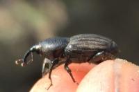 Sphenophorus