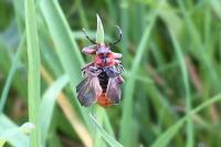 Cantharis rustica