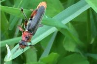 Cantharis rustica
