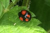 Harmonia axyridis