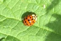 Harmonia axyridis