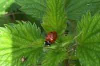 Coccinella septempunctata