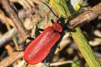 Pyrochroa coccinea