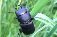 Dorcus parallelipipedus