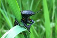 Dorcus parallelipipedus