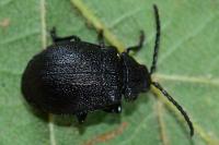 Galeruca tanaceti