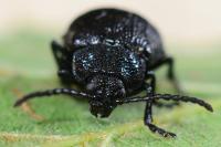Galeruca tanaceti