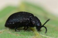Galeruca tanaceti