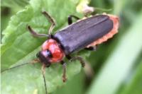 Cantharis fusca
