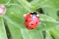 Coccinella septempunctata