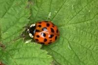 Harmonia axyridis
