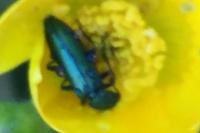 Psilothrix viridicoerulea