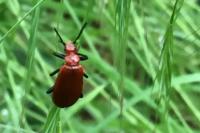 Pyrochroa serraticornis
