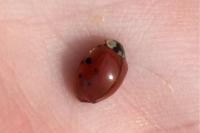 Harmonia axyridis