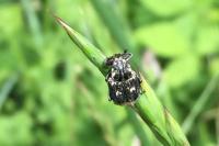 Valgus hemipterus