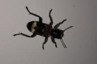 Clerus mutillarius