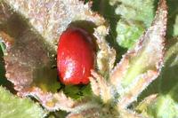 Chrysomela populi