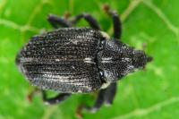 Ceutorhynchus picitarsis