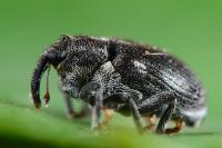 Ceutorhynchus picitarsis