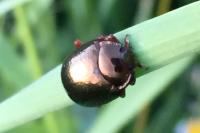 Chrysolina bankii