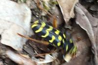 Plagionotus arcuatus