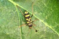 Clytus arietis