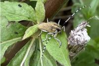 Agapanthia villosoviridescens