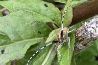 Agapanthia villosoviridescens