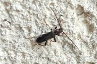 Phymatodes testaceus