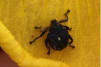 Mononychus punctumalbum