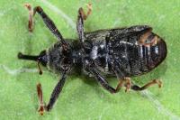 Dorytomus longimanus