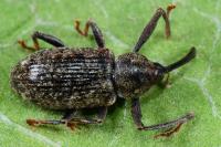 Dorytomus longimanus