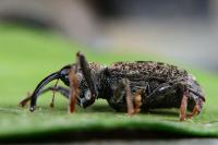 Dorytomus longimanus