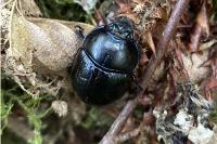 Anoplotrupes stercorosus