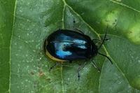 Agelastica alni