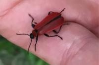 Pyrochroa coccinea