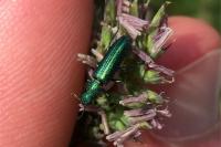 Psilothrix viridicoerulea