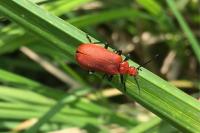 Pyrochroa serraticornis