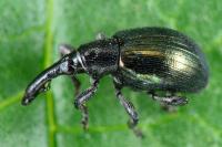 Aspidapion aeneum